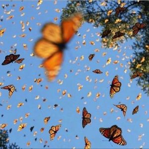 Meet your Posher, Brenda